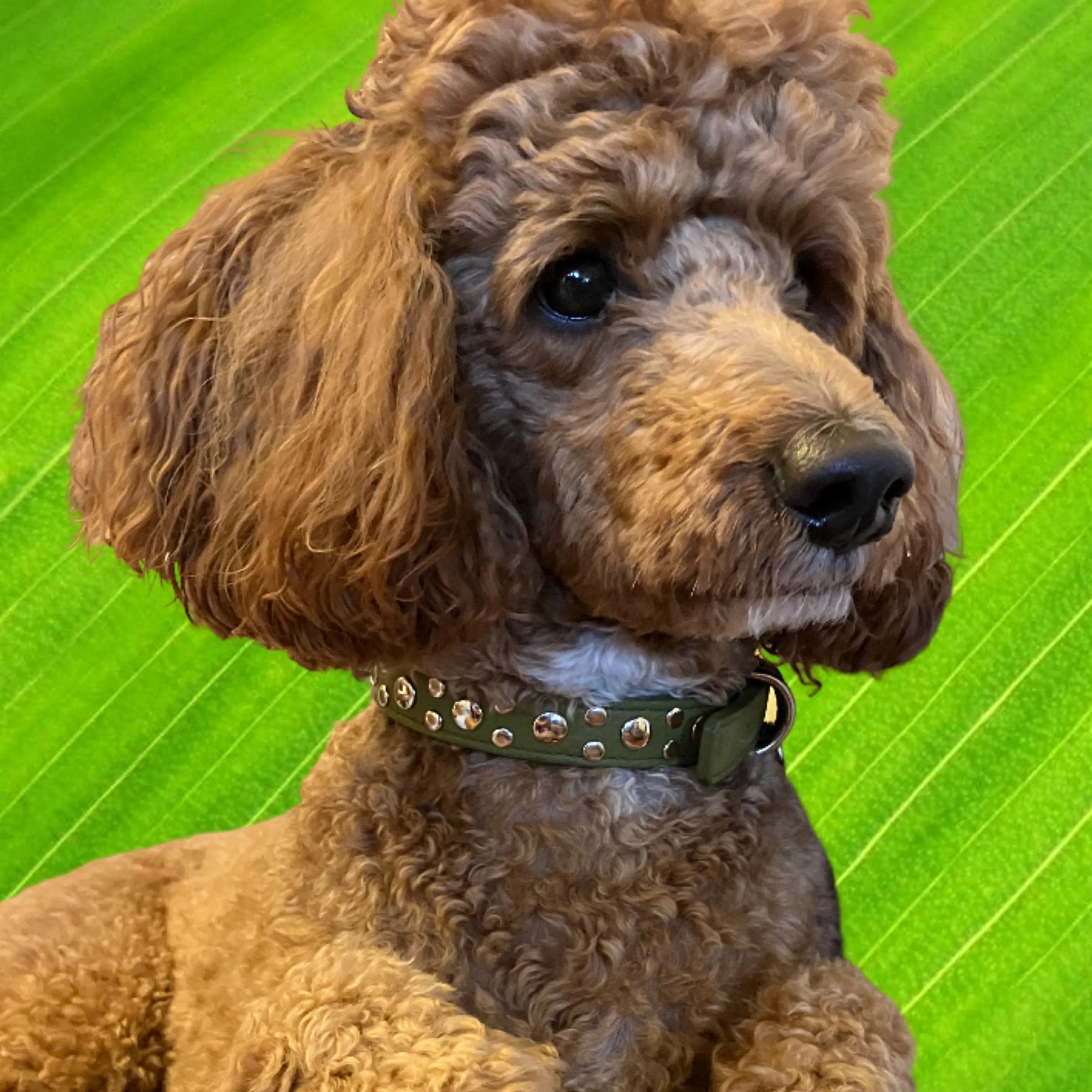 Bells Stud Cluster Leather Dog Collar
